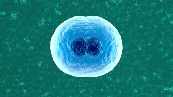 3D rendered Animation of a duplicating Cell