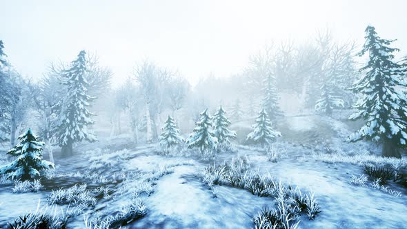 Winter Storm in a Forest in Winter alt