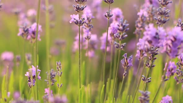 Beautiful Flowering Lavender