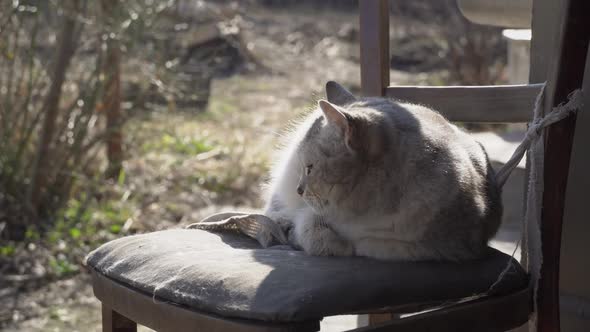 Homeless Gray Cat Lies on a Shabby Chair on the Street alt