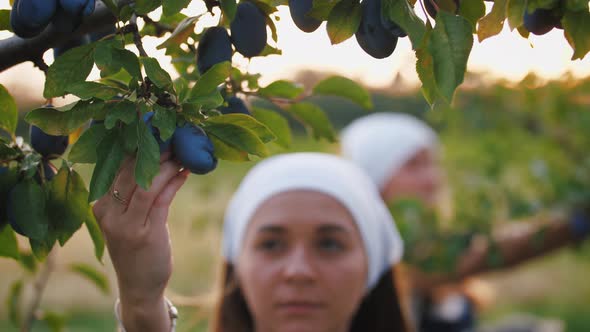 Portrait of Young Woman Picking Fresh Plums From the Tree and Put It Into the Basket Close Up Shot alt