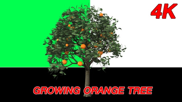Growing orange tree