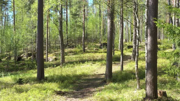 Evergreen forest in the sunny day