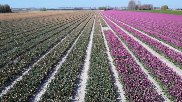 Aerial View Of Tulip Field In Zuid-Beijerland, Netherlands - drone shot alt