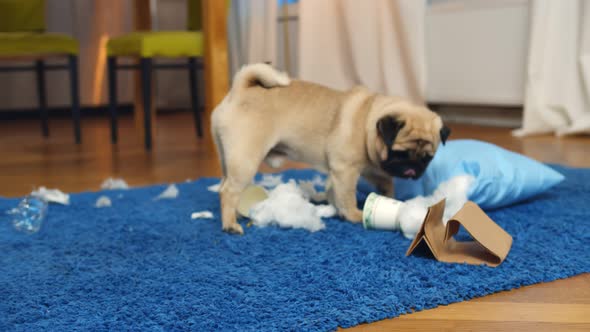 Little Dog at Home in the Living Room Playing with Staff alt