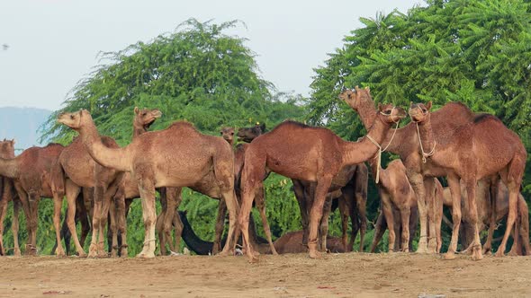 Camels at the Pushkar Fair, Also Called the Pushkar Camel Fair or Locally As Kartik Mela alt