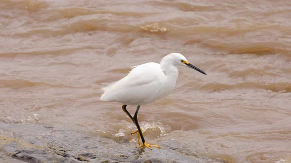 Snowy Egret and flooded Los Angeles River after heavy rain alt