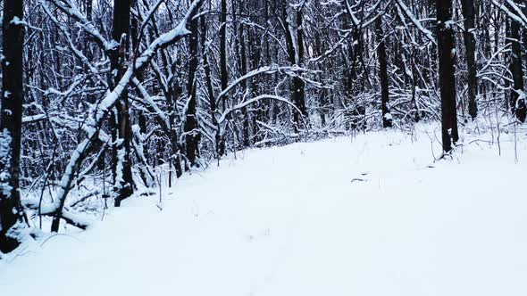 Dolly Out Shot of a Winter Road Through Mysterious Snowy Forest  Winter Forest Path alt