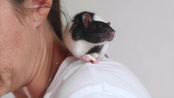Cute Pet Rat is Eating a Piece of Food Sitting on Woman's Shoulder