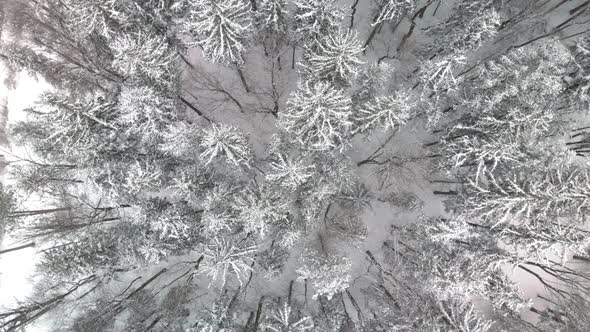 Top down aerial rotating over snow covered pine trees in cold winter forest alt