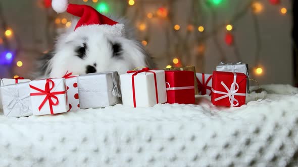 A small black and white rabbit in a New Year's cap is moving a gift. New Year's decorations.