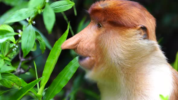 Wild Proboscis monkey or Nasalis larvatus, in rainforest of Borneo, Malaysia alt