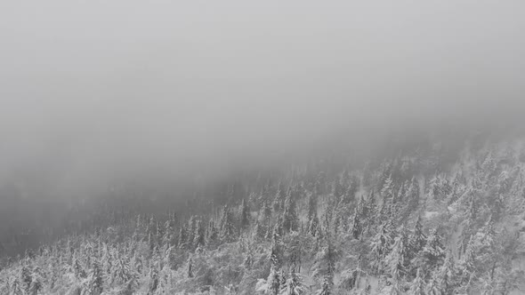 Winter Mountain Forest and Fog
