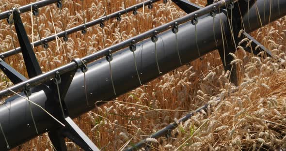 Combine Threshes Wheat Stalks. Harvest