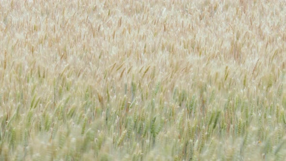 defocused wheat field.growth nature harvest,bread making,home bakery. agriculture farm,ripening alt