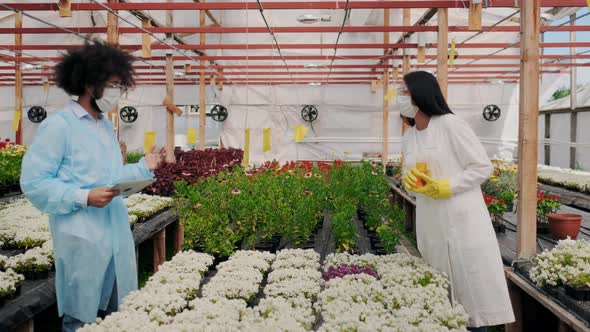 Latin American Biologist Expert with Tablet PC Teaches Young Asian Female Assistant alt