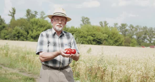 Happy Senior Farmer Shows the Red Tomatoes in Hands at Camera at Wheat Field alt