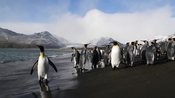 King Penguins on the Beach in South Georgia