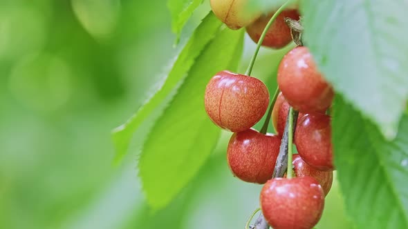 Macro of Red and Ripe Wild Cherry Fruits Growing on a Tree Branch in Clusters