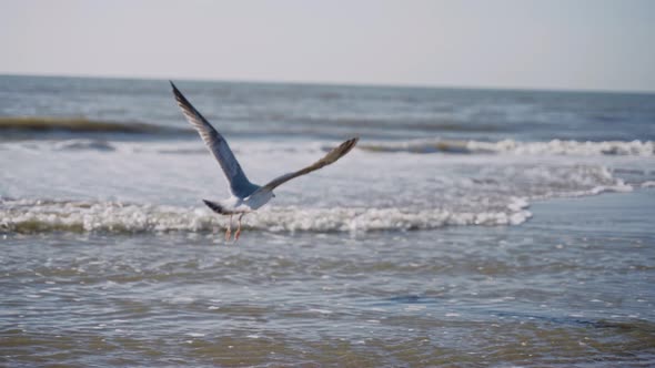 A Seagull Takes Off From the Ocean Shore and Flies Far Away on a Sunny Day