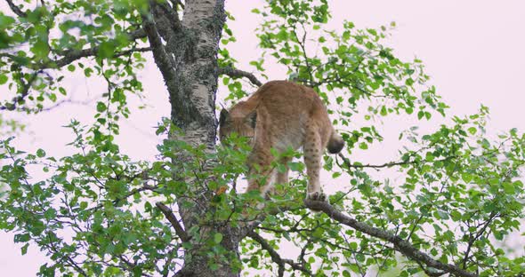 Playfull Lynx Cat Cub Climbing in a Tree in the Forest