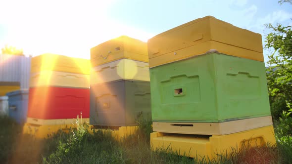 Bee Hives on a Private Site