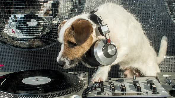 Dog Dj alt