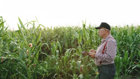 Farmer Businessman With Digital Tablet in Her Hands Works in Corn Field