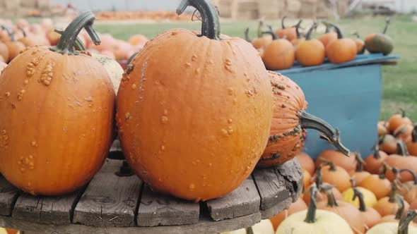 Lots of orange pumpkins on the grass. Halloween pumpkins alt