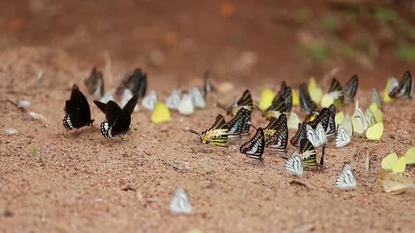 Group of  butterfly on the ground (Common Jay, Graphium antiphates itamputi (Butler)