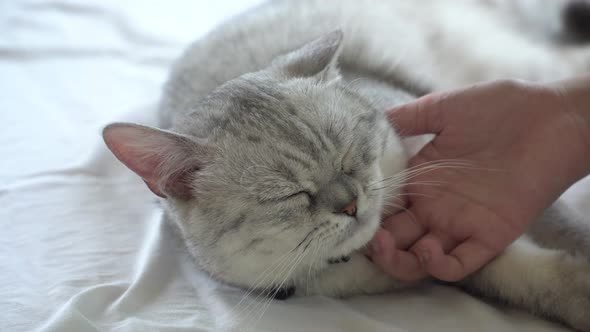 Asian Woman Hand Petting A Cat On White Bed alt