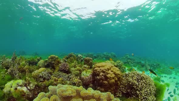 Coral Reef and Tropical Fish alt