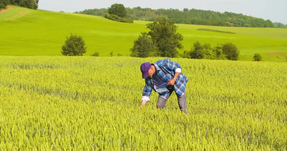 Male Farmer Analyzing Wheat While Making Report alt