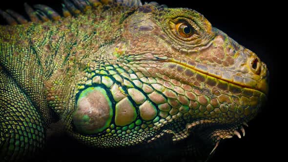 Colorful Lizard Looking Around Closeup alt