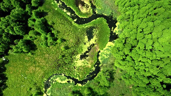 Top view of blooming algae on the river in Poland alt