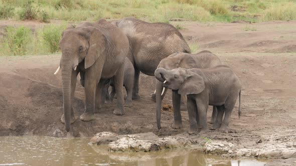 A herd of Elephants drinking in a waterhole pole in Serengeti Tanzania alt