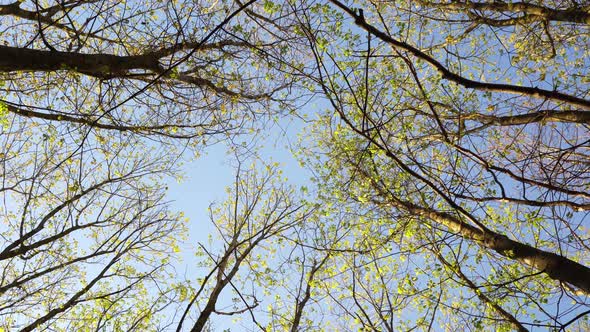 Tree Branches From Below alt