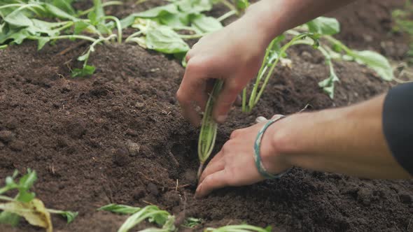 Transplanting turnip into soil organic farming alt