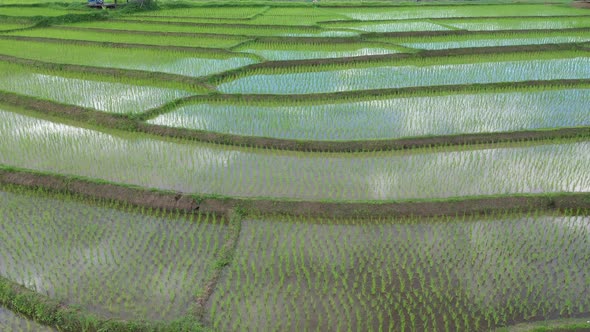 Aerial drone view of agriculture in rice on a beautiful field filled with water alt
