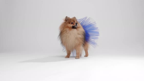 Pomeranian Spitz Fashion model