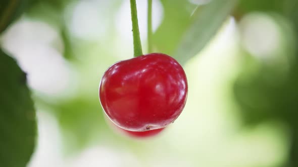Cherry alt