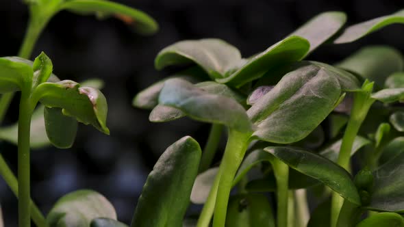 Growing Green Sprouts Plants Seeds in Greenhouse Agriculture Closeup Time Lapse alt