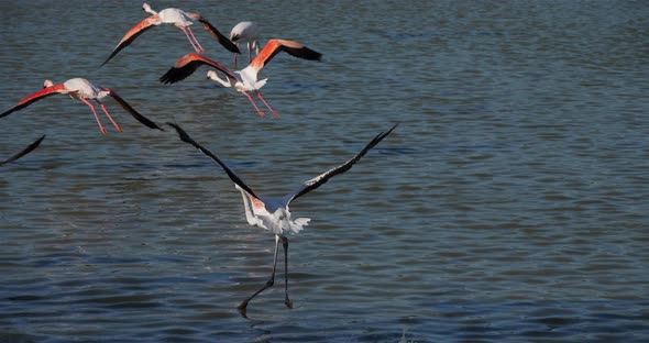 Greater Flamingos, Phoenicopterus roseus,Pont De Gau,Camargue, France alt