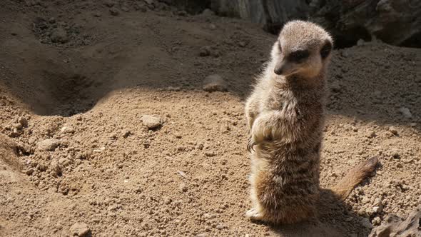 One Meerkat Standing and Looking Around in a Zoo on a Sunny Day in Summer 