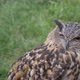 Eagle Owl - VideoHive Item for Sale