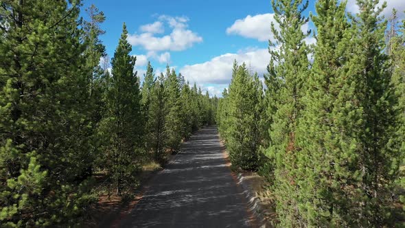 Fling over dirt road through thick pine tree forest in West Yellowstone alt