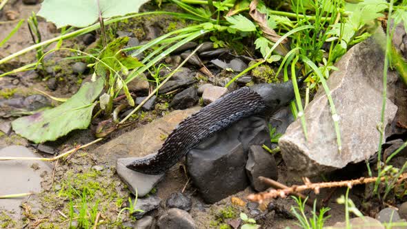 Closeup of the Black Slug Black Arion European Black Slug or Large Black Slug