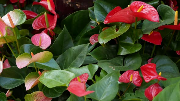 Red Calla Lily Flower Dark Green Leaves