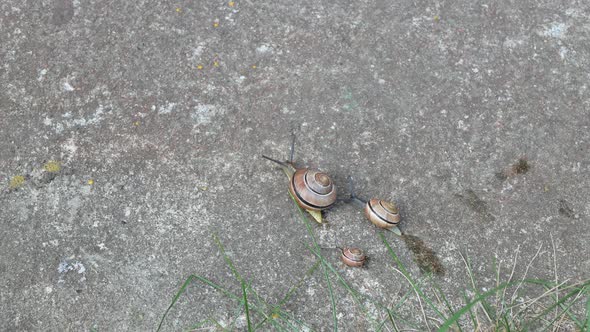 Three snails of different size are moving simultaneously