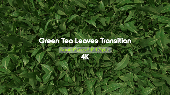 Green Tea Leaves Transition 01 4K